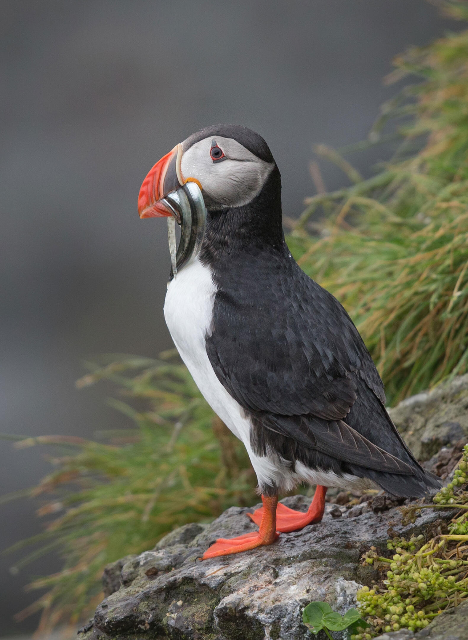 Adult puffin